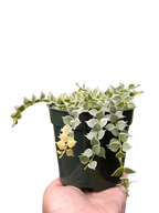 Dischidia 'Million Hearts' Variegated