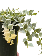 Dischidia 'Million Hearts' Variegated
