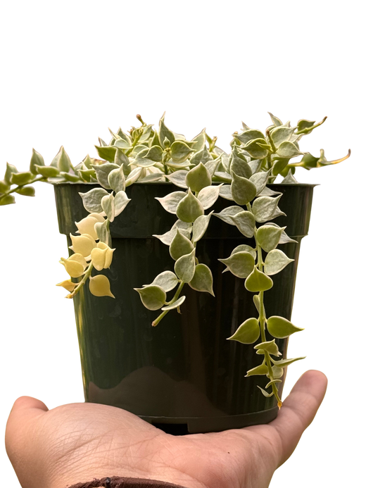 Dischidia 'Million Hearts' Variegated
