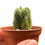 Crassula ‘Buddha’s Temple’