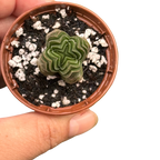 Crassula ‘Buddha’s Temple’