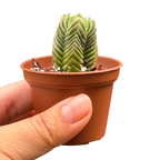 Crassula ‘Buddha’s Temple’