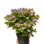 Exacum 'Persian Violet'