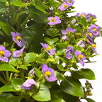 Exacum 'Persian Violet'