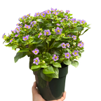 Exacum 'Persian Violet'