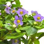 Exacum 'Persian Violet'