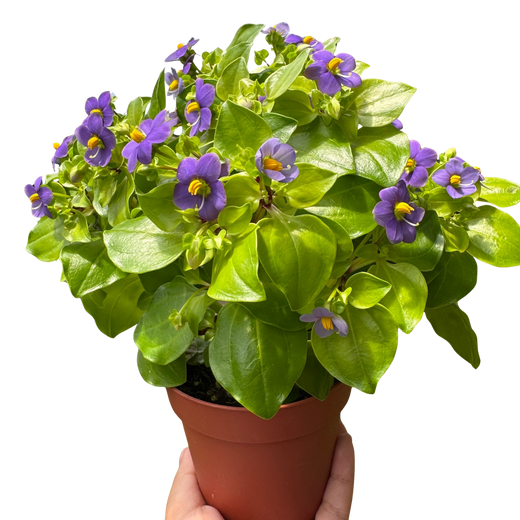 Exacum 'Persian Violet'