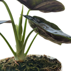 Alocasia 'Green Unicorn'