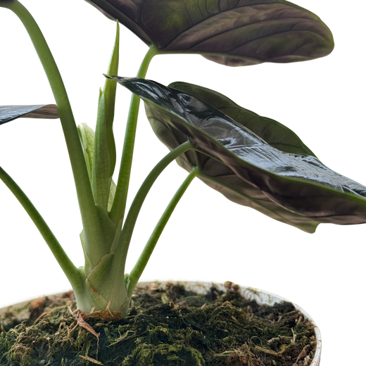 Alocasia 'Green Unicorn'