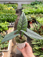 Alocasia Scalprum — Textured Jewel Alocasia live plant