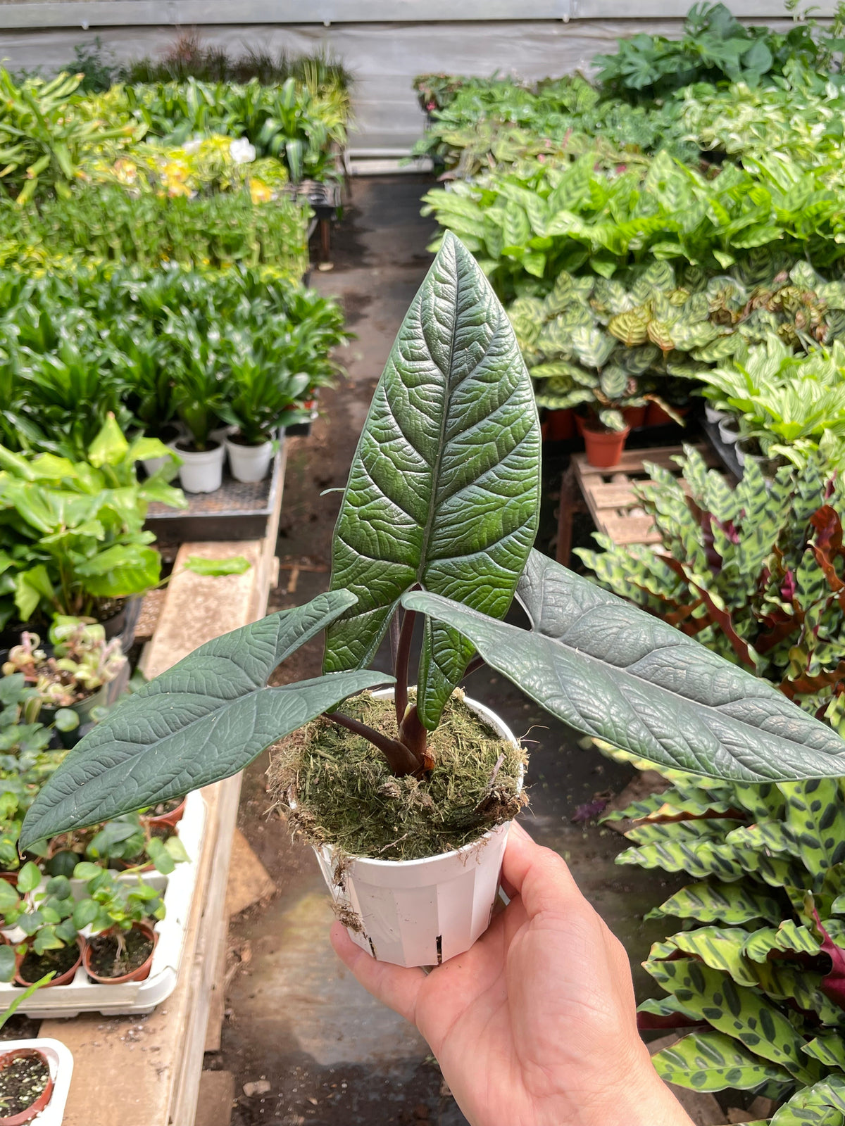 Alocasia Scalprum — Textured Jewel Alocasia live plant