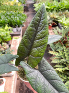 Alocasia Scalprum — Textured Jewel Alocasia live plant