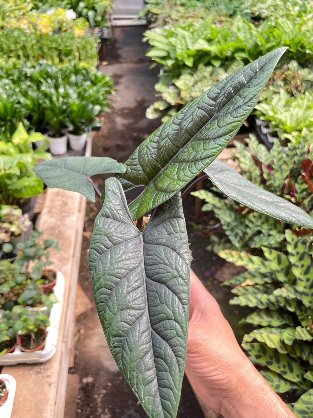 Alocasia Scalprum — Textured Jewel Alocasia live plant