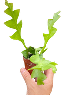 Shark Tooth Orchid Cactus