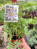 Passion Flower