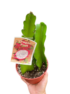 Dragon Fruit