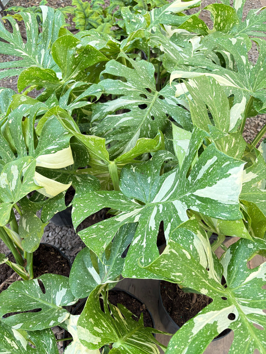 Thai Constellation Monstera — Variegated Houseplant live plant