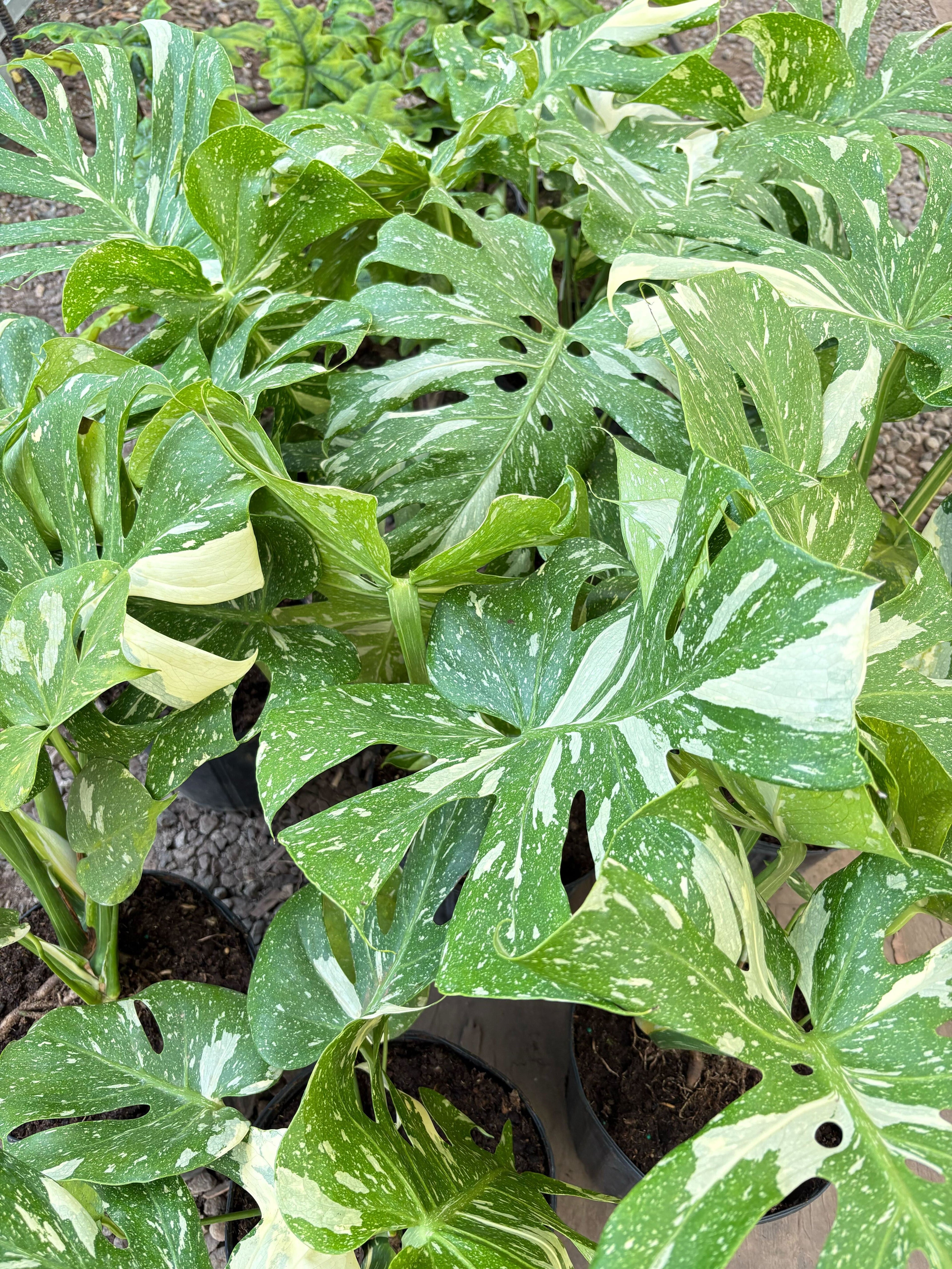 Thai Constellation Monstera — Variegated Houseplant live plant