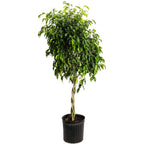 Braided Benjamina Ficus