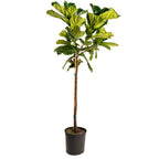 Fiddle Leaf Fig Tree