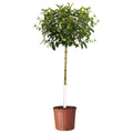 Improved Meyer Lemon Tree