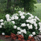 Incrediball® Hydrangea