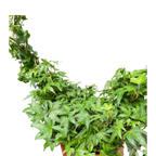 Ivy Green Topiary Heart