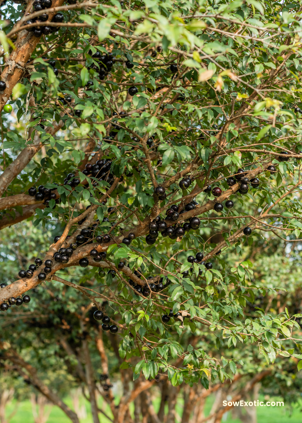 Jabuticaba Tree — Brazilian Grape Tree