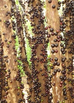 Jabuticaba Tree — Brazilian Grape Tree