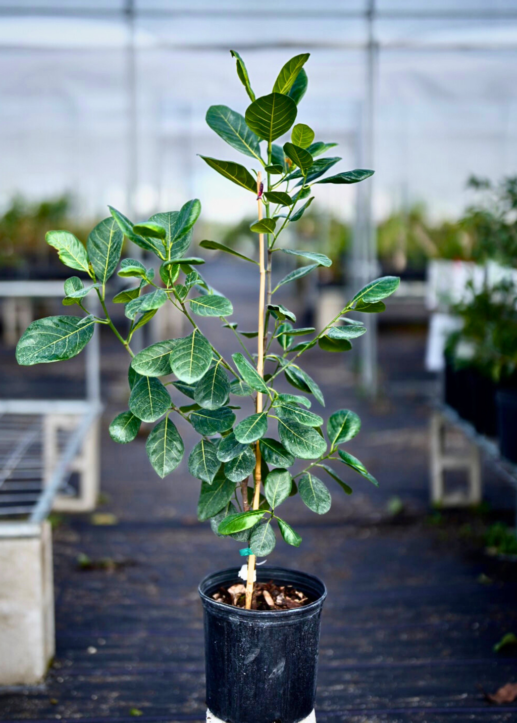 Golden Nugget Jackfruit Tree live plant - additional view 2