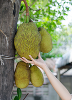 Black Gold Jackfruit Tree live plant - additional view 4