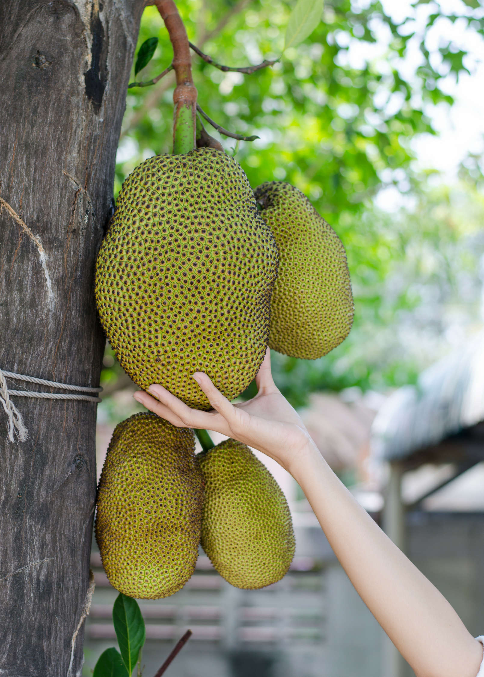 Black Gold Jackfruit Tree live plant - additional view 4