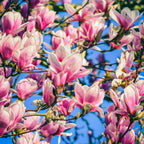 Jane Magnolia