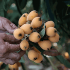 Japanese Loquat live fruit plant