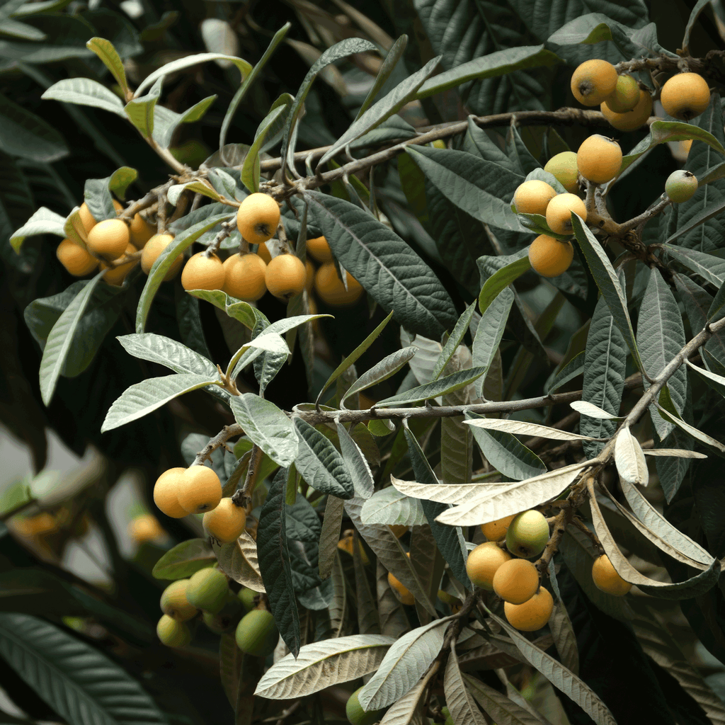 Japanese Loquat live fruit plant