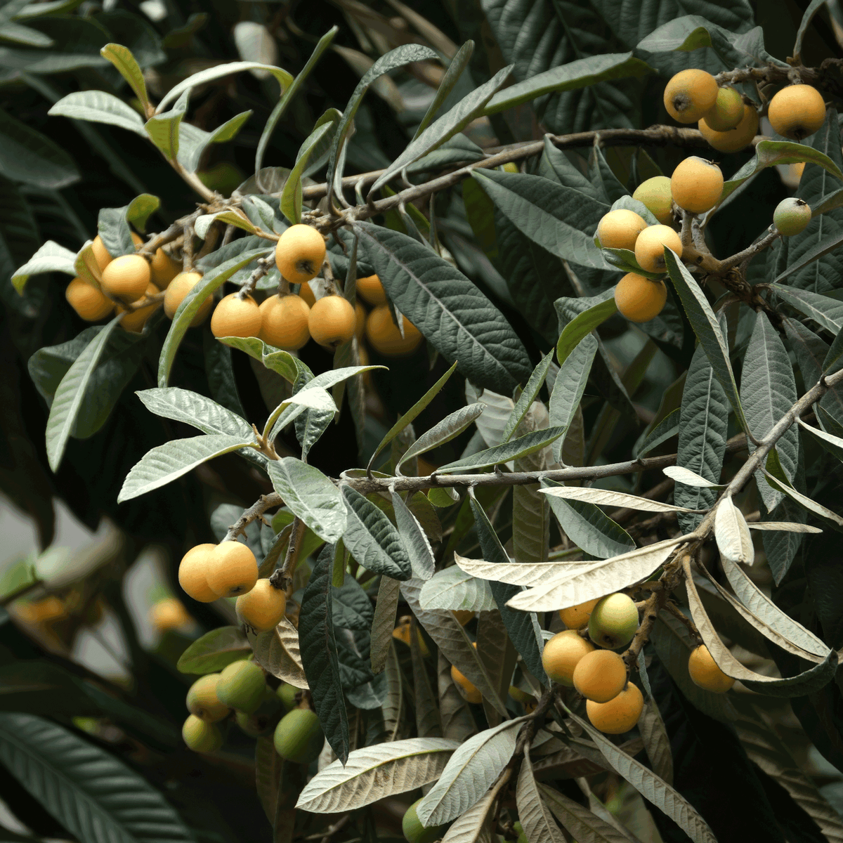 Japanese Loquat live fruit plant