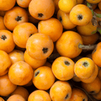 Japanese Loquat live fruit plant