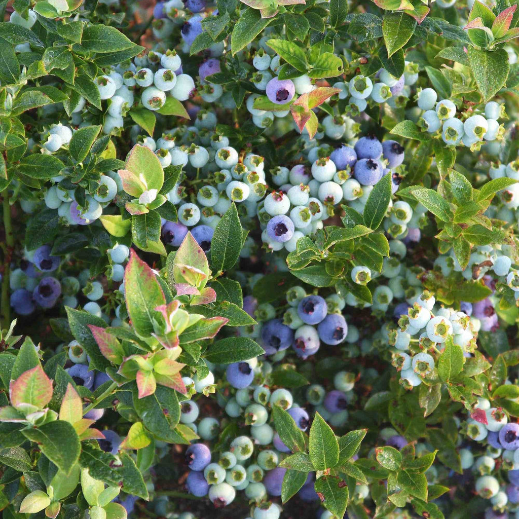 Jelly Bean® Blueberry live fruit plant
