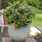 Jelly Bean® Blueberry live fruit plant