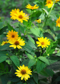 Jerusalem Artichoke — Sunchoke Live Plant