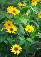 Jerusalem Artichoke — Sunchoke Live Plant