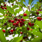 Romeo and Juliet Cherry Trees live fruit plant