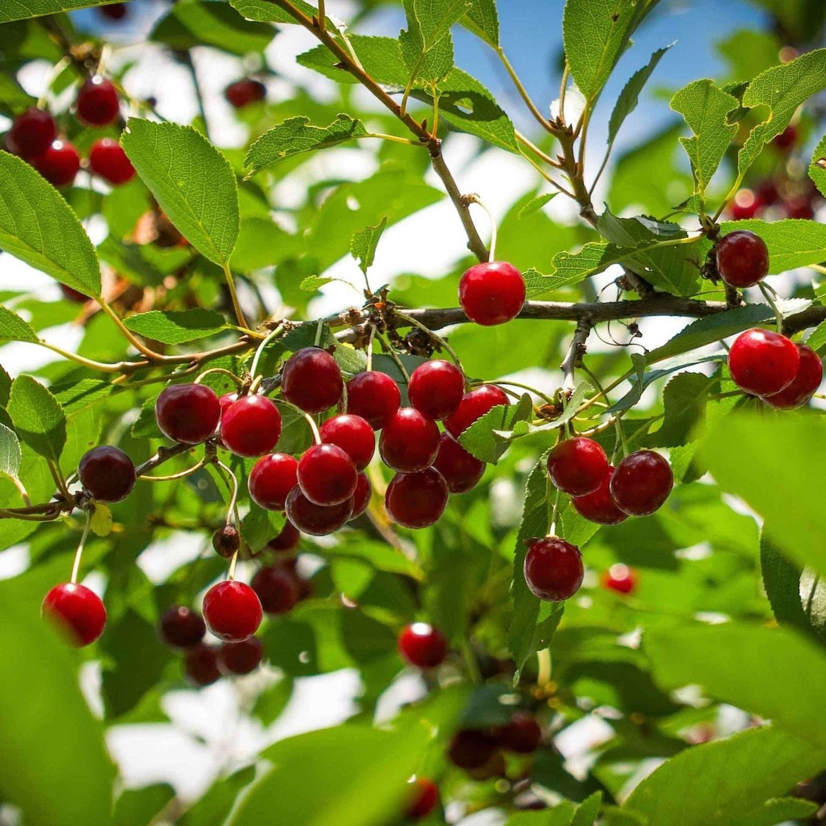 Romeo and Juliet Cherry Trees live fruit plant