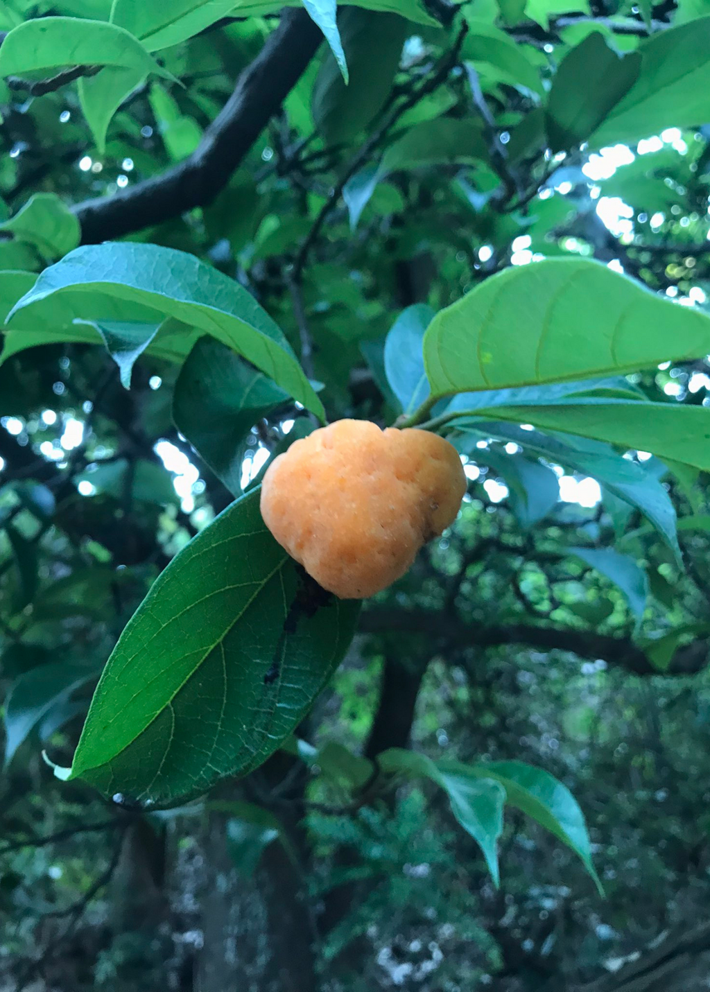 Kwai Muk Tree — Artocarpus hypargyraeus