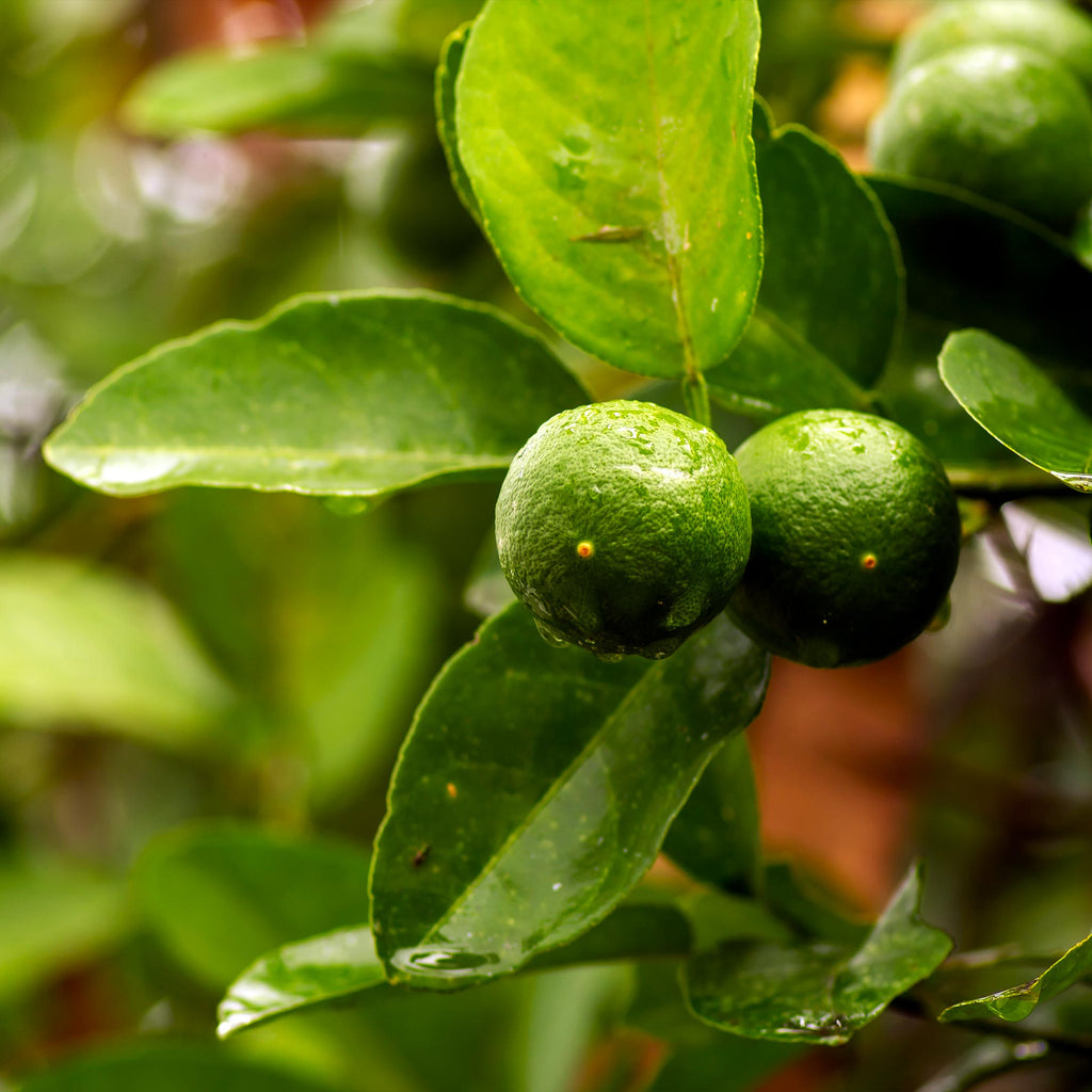 Key Lime Tree — Patio Citrus Tree live plant