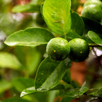 Key Lime Tree (CA) live fruit plant