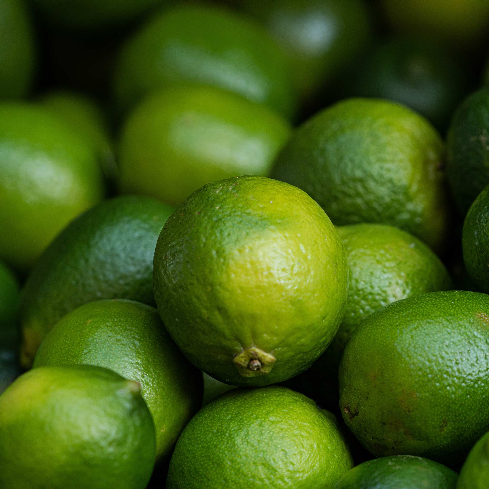 Key Lime Tree — Patio Citrus Tree live plant