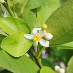 Key Lime Tree (CA) live fruit plant
