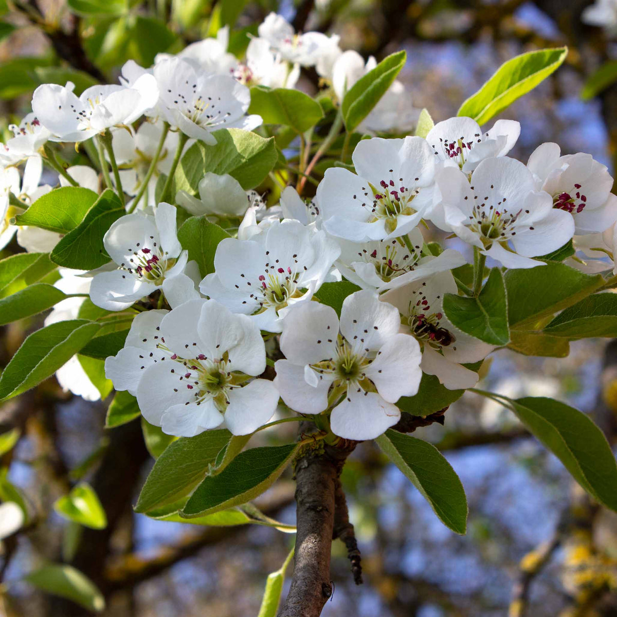 Kieffer Pear Tree live fruit plant