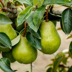 Kieffer Pear Tree live fruit plant